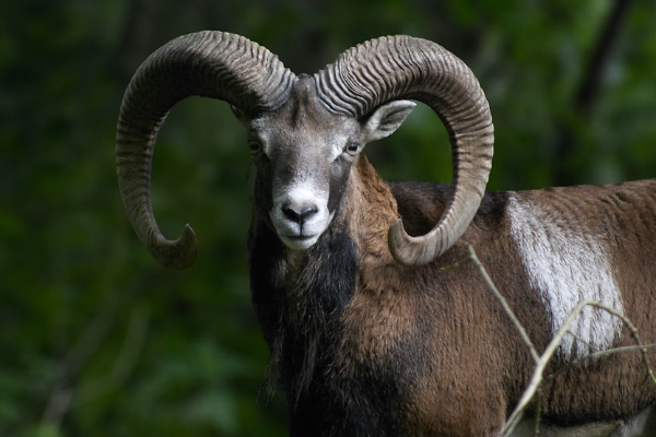 Қызылтау қорығы